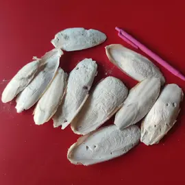 Lot de petits os de seiche pour vos oiseaux