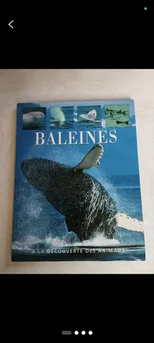 les baleines 🐳