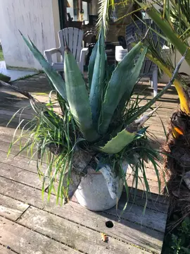 plante grasse piquante