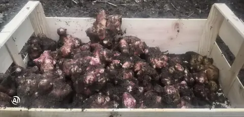 Topinambours fraîchement déterrés