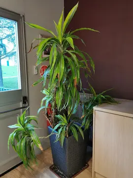 Grande plante n°2 BIEN LIRE L'ANNONCE