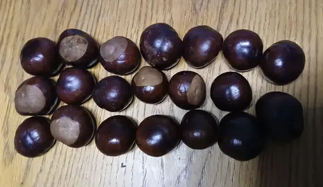 20 marrons deco Noël