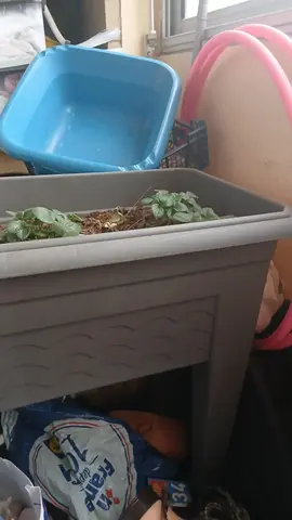 jardinière sur pied avec 3 pieds de fraises