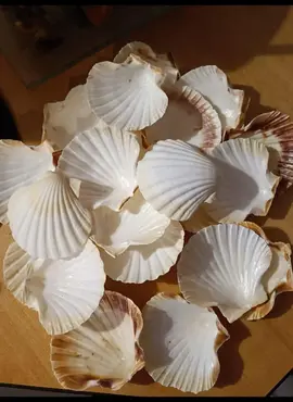 coquille saint jacques