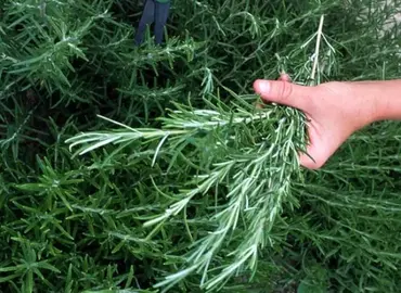 romarin et laurier sauce