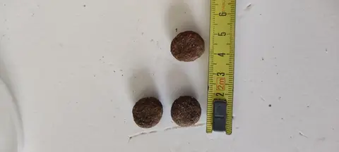 croquettes grand chien