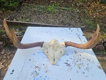 Bois d'elan avec partie de crâne