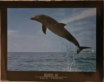 Affiche de dauphin 41cm x 50cm