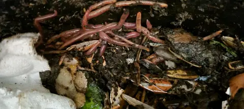 vers extra pour lombricomposteur