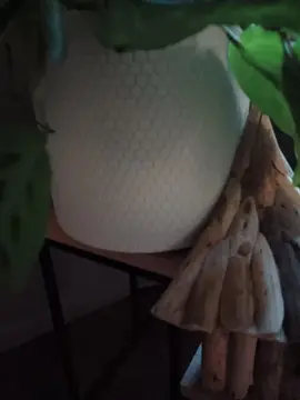 vaisselle avec machine à pain