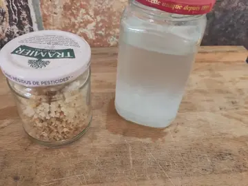 kefir sec ou en culture