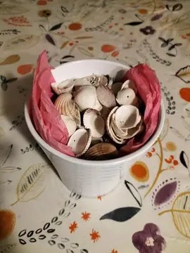 coquillages de Normandie propre