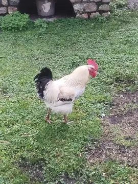 Coq Brahma