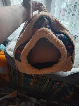 paniers chats et cvien