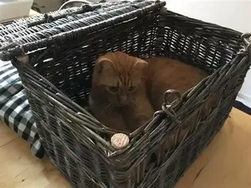 DONNE panier en osier pour chat