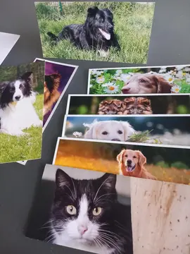 Lot de cartes postales d'animaux