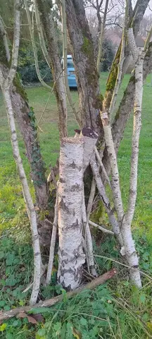 Branches et troncs de bouleaux
