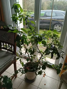 Donne hibsicus chinensis rose n°2