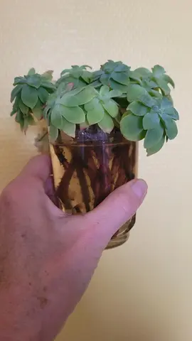 Pousses des succulentes