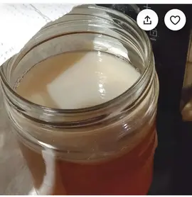 mère de kombucha