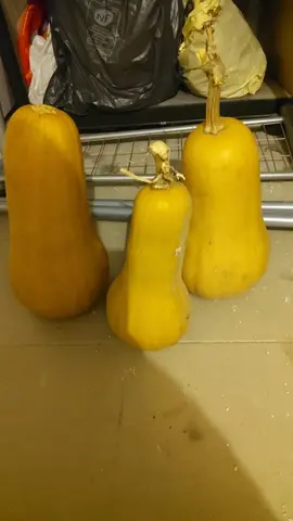 courge butternut