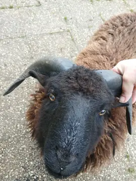 Jojo cherche une gentille famille