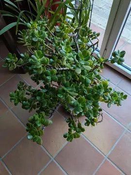 plante succulente. grand arbre de jade