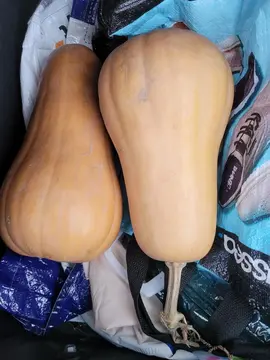 courges butternut comestibles