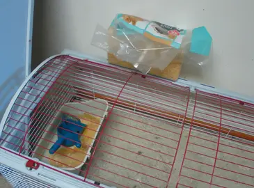 cage lapin ou cabaye