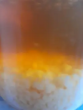 Graines de Kéfir de fruits