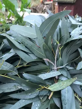 feuilles fraîches d’Eucalyptus