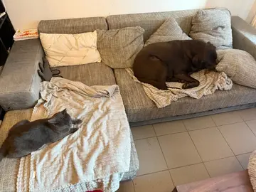 Canapé d’angle convertible