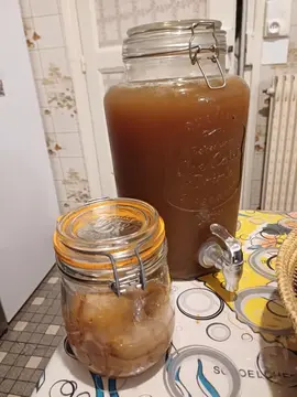 Kombucha - SCOBY