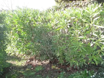 Donne lauriers roses