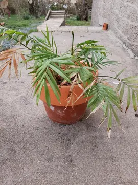 Donne plusieurs plantes vertes