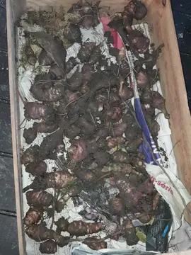 topinambours à replanter