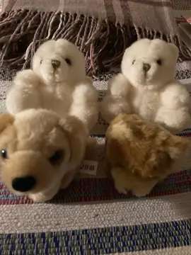 un petit chien et trois oursons en peluche