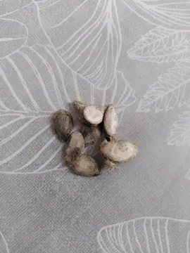 Graines de courge butternut