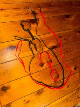 laisse + harnet chat