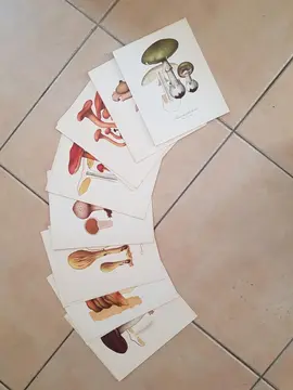 Dessins de champignons