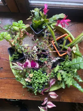 donne plusieurs plantes