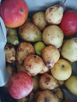 fruits pour compotes sans traitement