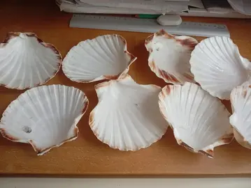 Coquilles Saint-Jacques