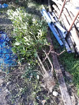 2 lauriers sauce à replanter