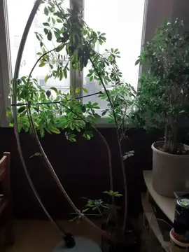plante schefflera avec pot