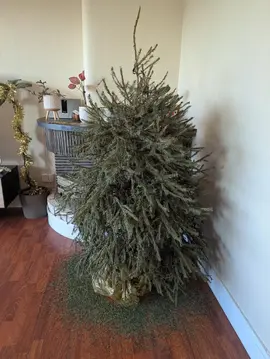 Sapin de Noël en pot