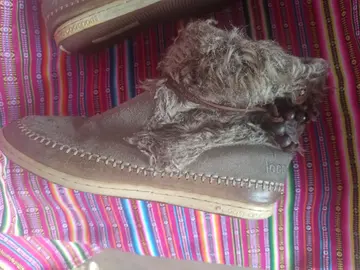 boots le coq sportif