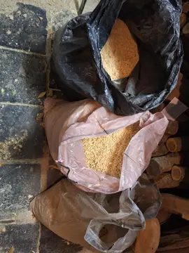 sciure de bois (sapin)