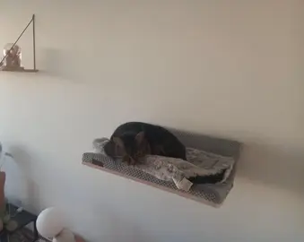 étagère lit pour chat