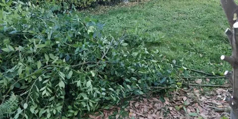 Laurier - grande quantité de feuilles
